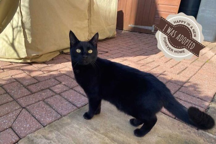 cats-whiskers-cats-milo-adopted