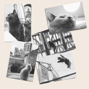 Cat's Whiskers postcards